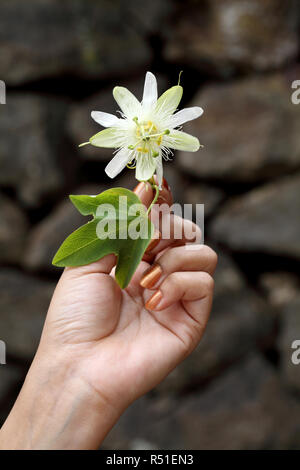 Hand mit schönen Passion Fruit Flower Stockfoto