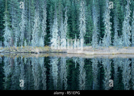 Huff See, ein Moor See in Kaniksu National Forest, Washington. Stockfoto