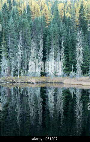 Huff See, ein Moor See in Kaniksu National Forest, Washington. Stockfoto