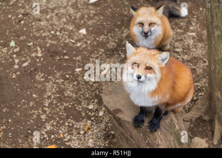 Schöne Fox Stockfoto