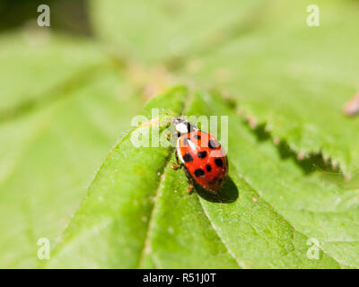 Eine schöne Marienkäfer gehen über ein Blatt außerhalb Makro Nahaufnahme Detail Punkte Kopf und Augen Stockfoto