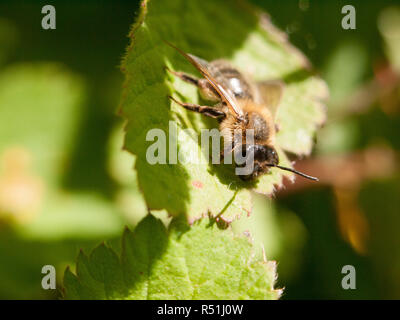 Eine Biene außerhalb auf ein Blatt im Frühling Zeit ruhen Stockfoto