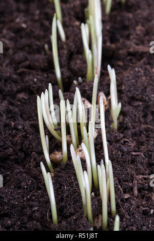 Junge Weizen Sprossen wachsen in Reihen auf dem Feld, Feder Stockfoto