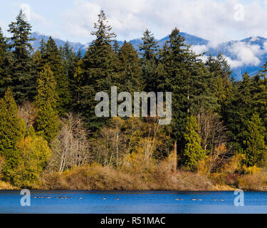 Eine Gruppe von Kanada Gänse schwimmen auf Lagune in Vancouver, Kanada mit Herbst Bäume im Stanley Park und Grouse Mountain im Hintergrund verloren. Stockfoto