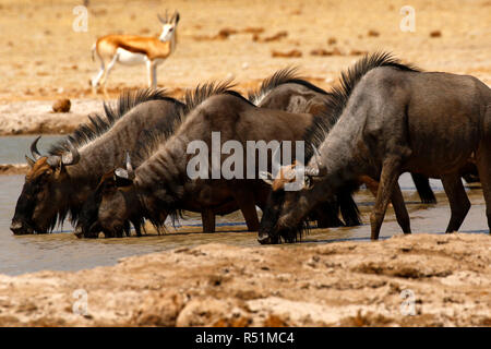 Blue Wildebeest racing sich, um zu trinken. Stockfoto