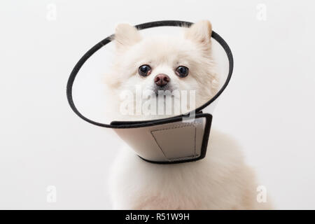 Weiß Pomeranian Tragen schützender Kragen Stockfoto