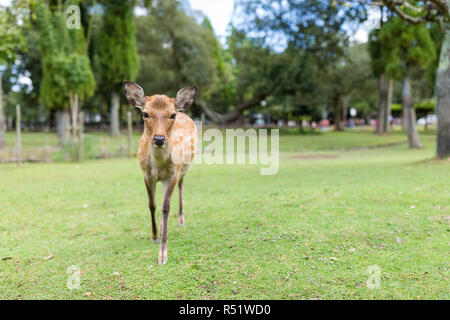 Cute deer in Nara Park Stockfoto