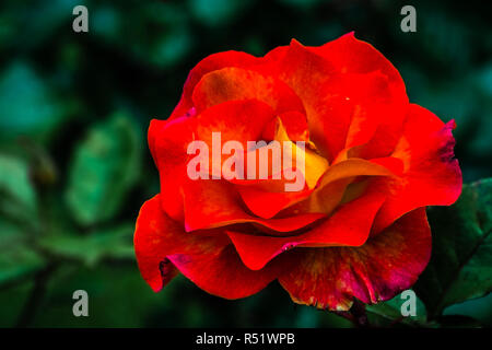 Nahaufnahme von roten Rose, Symbol für Liebe und Romantik Stockfoto
