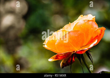 In der Nähe von orange Rose; unscharfer Hintergrund Stockfoto