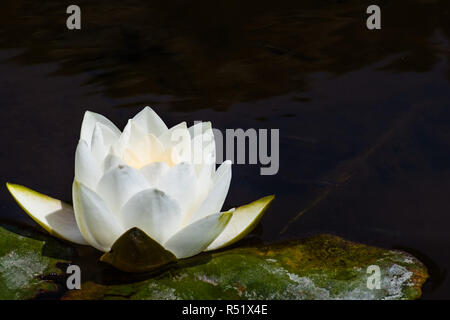 Weiße Seerose auf einem dunklen Hintergrund mit Kopie Raum Stockfoto