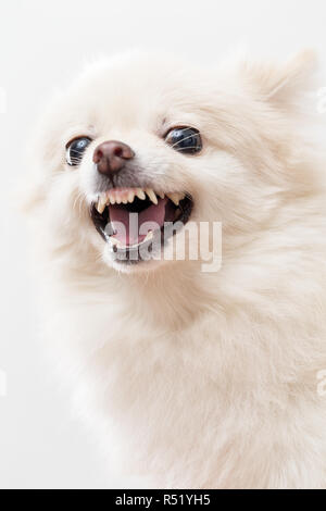 Pomeranian wütend Stockfoto