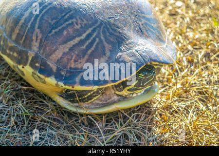 Eine große Gemalte Schildkröte in Orlando, Florida Stockfoto