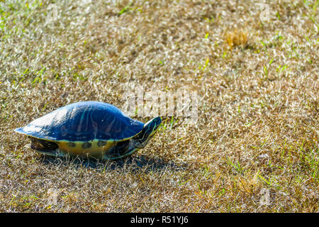 Eine große Gemalte Schildkröte in Orlando, Florida Stockfoto