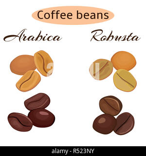 Arten von Kaffeebohnen. Arabica und Robusta Stockfoto