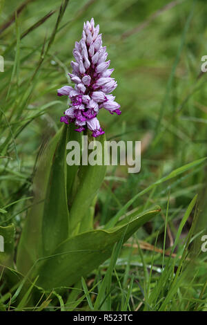 Blühende Helm orchidee Orchis militaris vom Kaiserstuhl Stockfoto