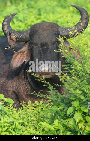 Gemeinsame Myna (Acridotheres Tristis) zur Prüfung der Wasserbüffel (Bubalus bubalis") Stockfoto