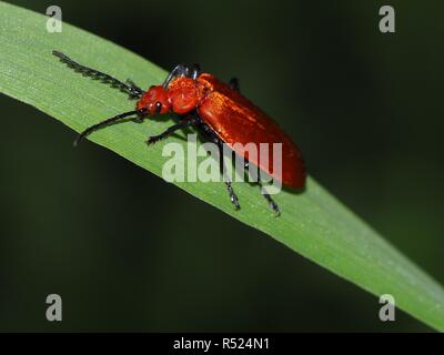 Rothaarige brand Käfer Stockfoto