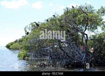 Baum voller Vögel im Wasser Stockfoto