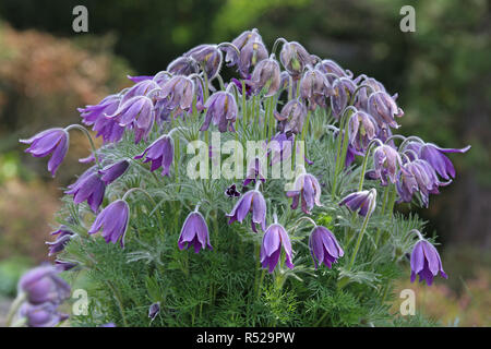 Pasque pulsatilla vulgaris im Steingarten Stockfoto