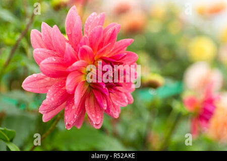 Chrysanthemen Feld Stockfoto