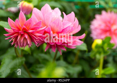 Rosa Chrysanthemen Garten Stockfoto