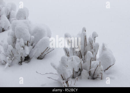Nahaufnahme von stark schneebedeckten Büschen nach einem Winter Schnee Sturm Stockfoto