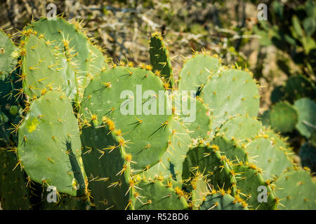 Eine stachelige wild Cactus Werk in Harlingen, Texas Stockfoto