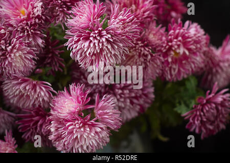 Herbst Strauß lila Chrysanthemen auf einem dunklen Hintergrund. Stockfoto
