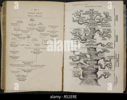 Tabelle XXIV". "Stammbaum der Säugetiere". Platte XV. "Die Abstammung des Menschen". Eine Tabelle mit den Stammbaum von Säugetieren; ein 'Baum' Liste der Säugetiere, Wirbeltiere, Wirbellose und primitive Tiere. Die "Stammbaum des Menschen' zeigt die evolutionäre Geschichte der Menschen, in der Form eines Baumes. . Die Evolution des Menschen: Eine populäre Darstellung der wichtigsten Punkte der menschlichen Ontogenese und Phylogenese. London, Beccles [Druck], 1879. Quelle: 7003.dg.7 Tabelle XXIV, Seite 188 und Platte XV. Sprache: Englisch. Autor: HAECKEL, ERNST. Stockfoto