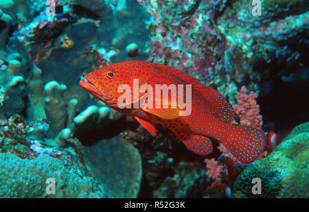 Coral Hirschkuh oder Coral Rock cod (Cephalopholis Miniata) an einem Korallenriff, Sharm El Sheik, Sinai, Ägypten Stockfoto