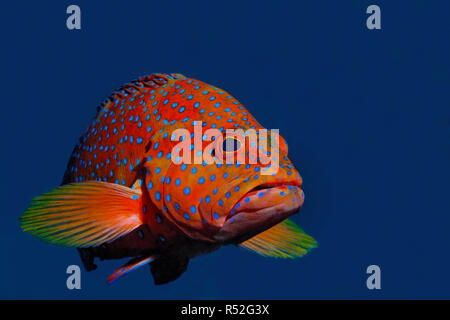 Coral Hirschkuh oder Coral Rock cod (Cephalopholis Miniata) im blauen Wasser, Sharm El Sheik, Sinai, Ägypten Stockfoto