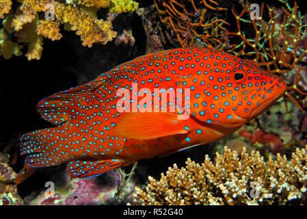 Coral Hirschkuh oder Coral Rock cod (Cephalopholis Miniata) an einem Korallenriff, Ari-Atoll, Malediven, Indischer Ozean, Asien Stockfoto