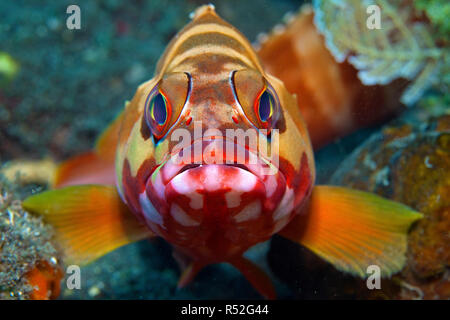 Schwarzspitzen Zackenbarsch (Epinephelus fasciatus), frontal, Insel Bali, Indonesien Stockfoto