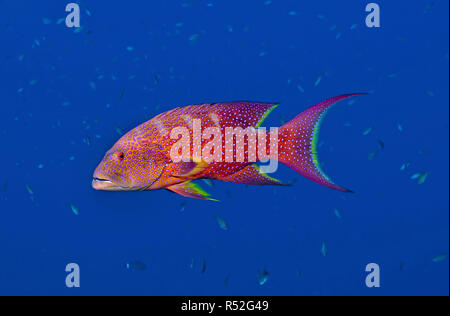 Lyretail Schwadleger oder gelb umrandete lyretail (Variola louti), Blau, Wasser, Marsa Alam, Ägypten Stockfoto