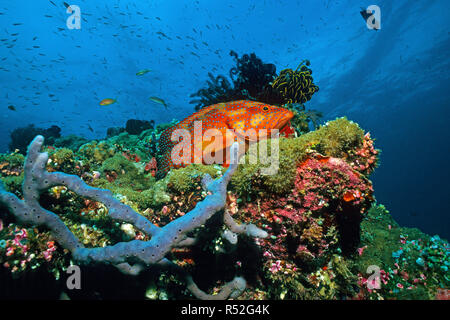 Coral Hirschkuh oder Coral Rock cod (Cephalopholis Miniata) an einem Korallenriff, Ari-Atoll, Malediven, Indischer Ozean, Asien Stockfoto