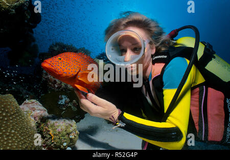 Taucher und Korallen Hirschkuh oder Coral Rock cod (Cephalopholis Miniata) an einem Korallenriff, Ari-Atoll, Malediven Stockfoto