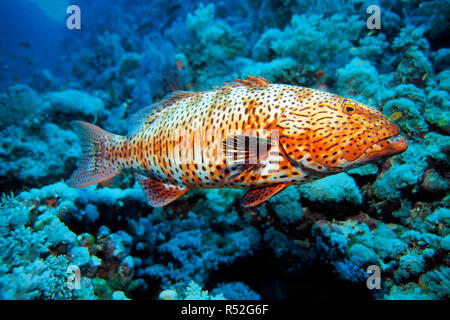 Roving Coral Grouper oder Red Sea Coral Grouper (Plectropomus pessuliferus marisrubri), Saudi Arabien, Rotes Meer Stockfoto