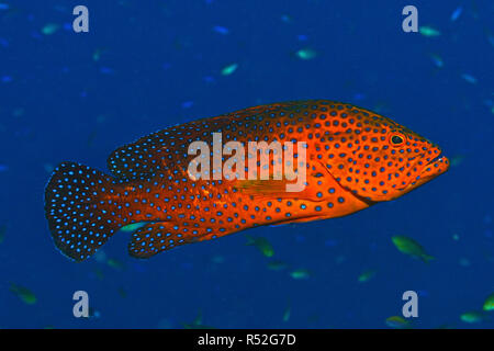 Coral Hirschkuh oder Coral Rock cod (Cephalopholis Miniata) im blauen Wasser, Walindi Papua-Neuguinea Stockfoto