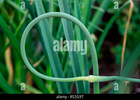 Anmutig geschwungenen Knoblauch scapes Stockfoto
