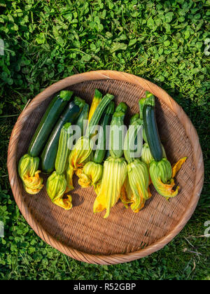 Ein Korb mit kleinen frisch geernteten baby Zucchini mit Blumen. Auch als Zucchini bekannt. Stockfoto