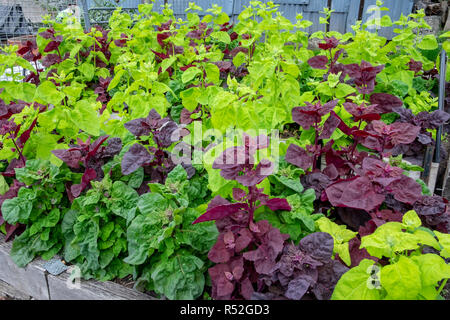 Blühende rote und grüne orach, atriplex Hortensis, manchmal auch Französisch Spinat oder Berg Spinat Stockfoto