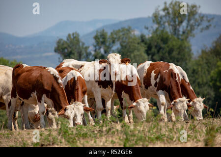 Zeile der jungen Montbeliarde Färse mit kleinen Hörnern in der Jura in Frankreich. Stockfoto