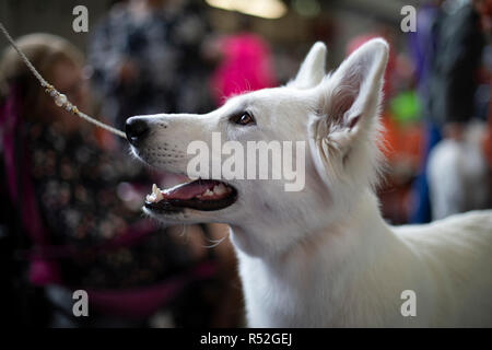 Weisser Schäferhund Rasse an der Leine mit Perlen und goldenen Perlen, offenen Mund seine Zähne, Zunge und Zahnfleisch. Stockfoto