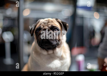 Schöne mops mit blinkenden Auge sitzt vor einem Schaufenster in einer Einkaufsstraße wartet auf seinen Besitzer. Stockfoto