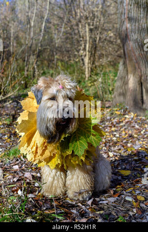 Hund im Herbst Blätter Irish Terrier Weizen auf dem Weg in den Park gerne Stockfoto