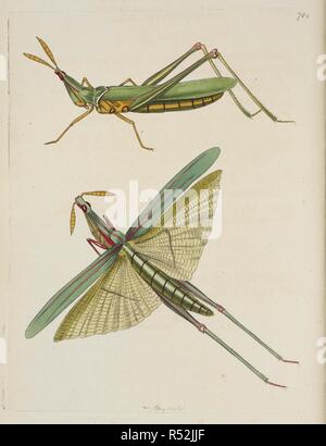 Gryllus Nasutus. Lange an der Spitze der Afrikanischen Heuschrecke, Acrida nasuta (Long-Heuschrecke mit Glasfront, Gryllus nasutus.). Vivarium Naturae sive rerum naturalium... icones ad ipsam depictae naturam et descriptÃ ¦. - Die Naturforscher' Miscellany oder farbige Abbildungen der natürlichen Objekte gezeichnet und beschrieben ... aus der Natur. London: Nodder & Co., 1789-1813. Quelle: 45. b3 Platte 784. Autor: SHAW, George. Nodder, Frederick Polydore. Stockfoto