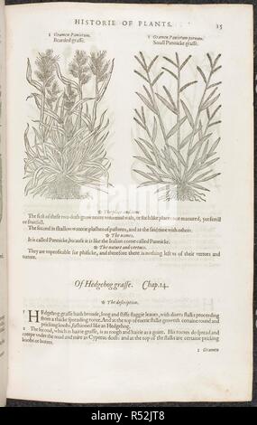 Gras und kleine Panik gras Bärtigen. Botanische Zeichnungen und Beschreibungen der Pflanzen. Die herball oder Allgemeine Historie des Plantes. London: Iohn Norton, 1597. Quelle: 35. g. 13-14. Seite 15. Sprache: Englisch. Autor: Gerard, John. Stockfoto