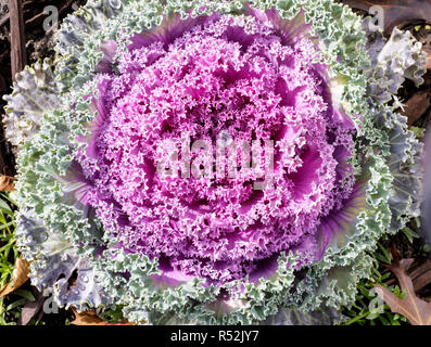Zierpflanzen Kohl (Brassica oleracea) in voller Blüte im Herbst in Nordkalifornien. Stockfoto
