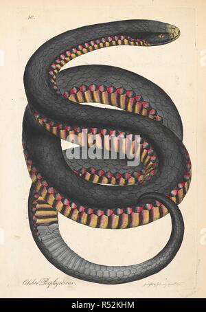 Der Red-bellied Black Snake (Pseudechis porphyriacus). "Coluber porphyriacus'. Die Art wurde erstmals beschrieben von George Shaw in der Zoologie von New Holland (1794), in der Gattung Coluber. Zoologie von New Holland. Vol. 1. London, 1794. Quelle: B 271. (2), Tab. x. Stockfoto