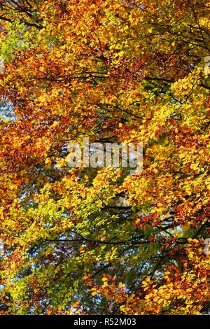 Elms buchen und andere Bäume mit bunten Blätter im Herbst in den Bergen Stockfoto